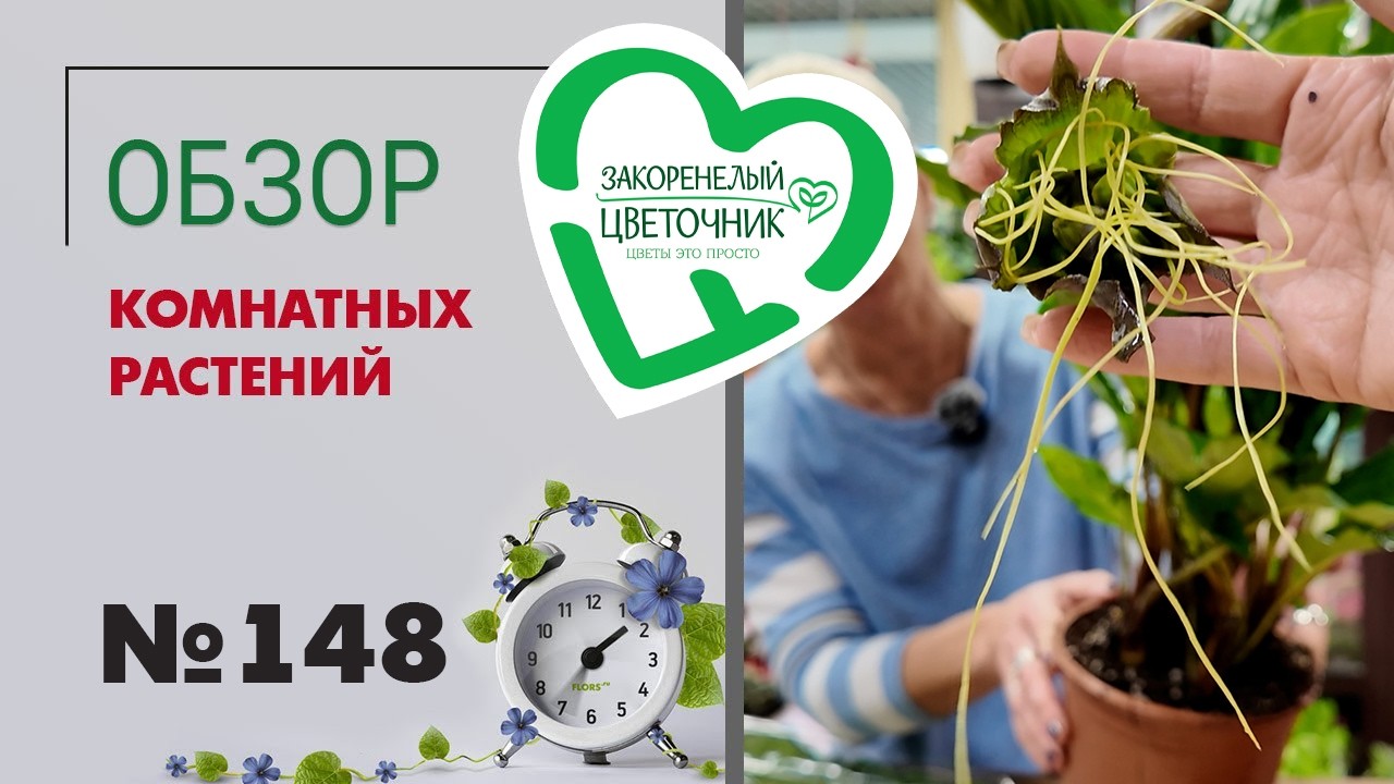 Что за Такка? Сумасшедшие цикламены, стапелии, литопсы, дудлеи, орхидеи. Распаковка и обзор 148