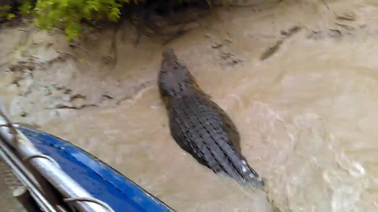 Adelaide River Crocodile Fight