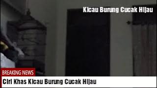 KICAU 'CUCAK IJO' Anehnya Kicau Saat Menjelang Waktu Subuh Sampai Matahari Terbit