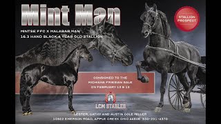 SOLD Mint Man, Friesian/Stbd at the Mount Hope Stallion Presentation 2021