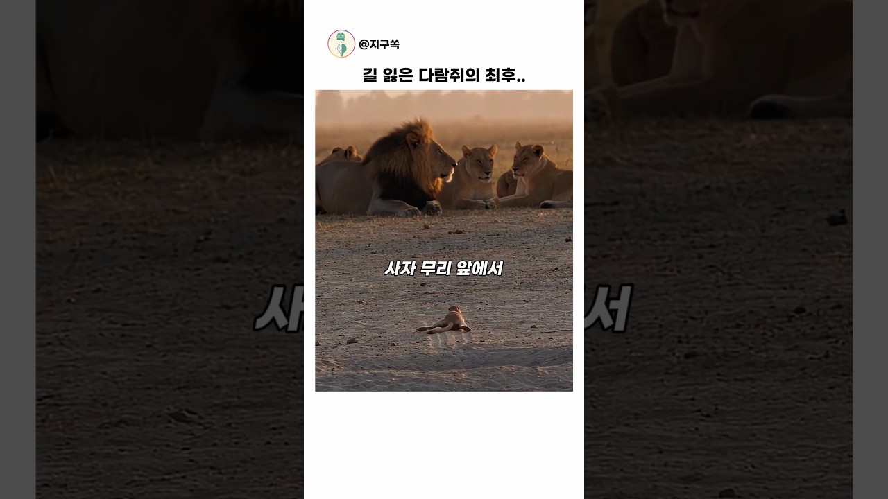 사자 무리 앞에서 길 잃은 다람쥐의 최후 #동물