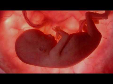 Видео: Почему развиваются зародышевые поселения?