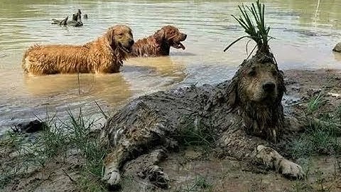 Những khoảnh khắc hài hước chó mèo - TRY NOT TO LAUGH or GRIN Funny Dogs Compilation