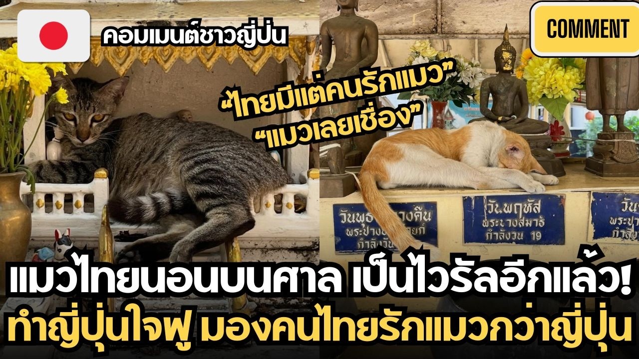แมวไทยนอนบนศาล เป็นไวรัลอีกแล้ว! ทำญี่ปุ่นใจฟู มองคนไทยรักแมวกว่าญี่ปุ่น | คอมเมนต์ชาวญี่ปุ่น