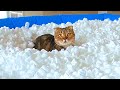 Can Cats Walk On Packing Peanuts?