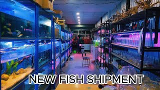 'Unboxing Our New Fish Shipment: Dive into Exotic Aquatic Beauties!'