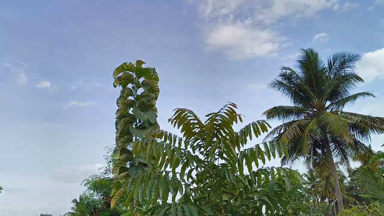 Khaya Senangalisis Mahogany Vs Teak 1st year