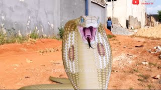 SNAKE GIRL NIGERIAN MOVIE 