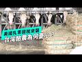 牛奶的糖衣：台美關稅對酪農的潛在衝擊(公視我們的島 第1359集 2026-05-25)