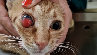 Little cat lost one eye after being badly injured.