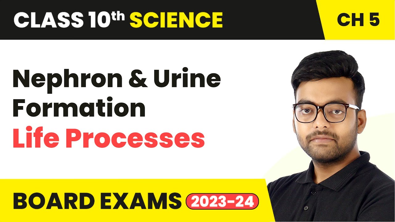 Nephron and Urine Formation Life Processes Class 10 Science Chapter