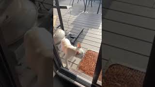Perfect solution for doggos that live in apartments!