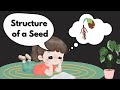 The Key Components of Seeds and Their Functions