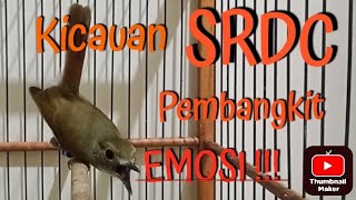 pancingan SRDC paling ampuh bikin lawan emosi
