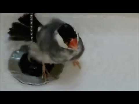 Java Sparrow Loves Bathing
