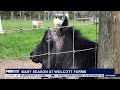 Adorable farm animal babies and Hummingbird arrivals | Brother Nature