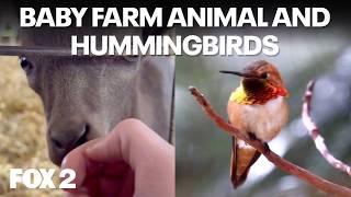 Adorable farm animal babies and Hummingbird arrivals | Brother Nature