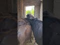 Buffalo farming, Buffalo talaab, Buffalo cartoon, bhains wala cartoon, #animals #buffalo #cows