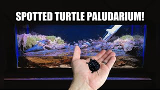 Spotted Turtle Parudarium Build & Unboxing