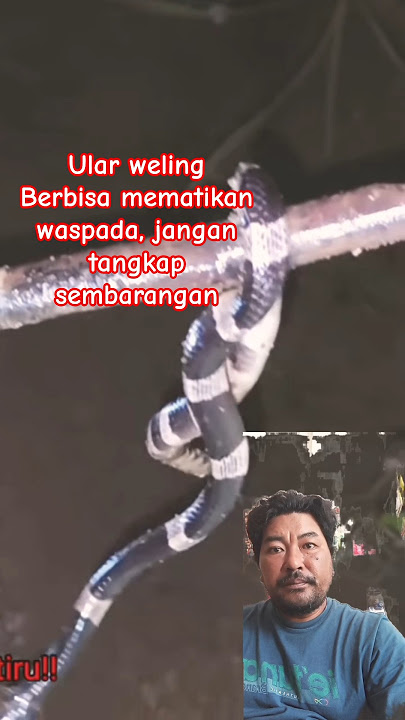 ular weling, ular berbahaya yg sangat berbisa #ularweling #alamliar #kehidupanalamliar #feedshorts