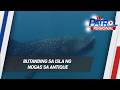 Butanding sa isla ng Nogas sa Antique | TV Patrol Regional