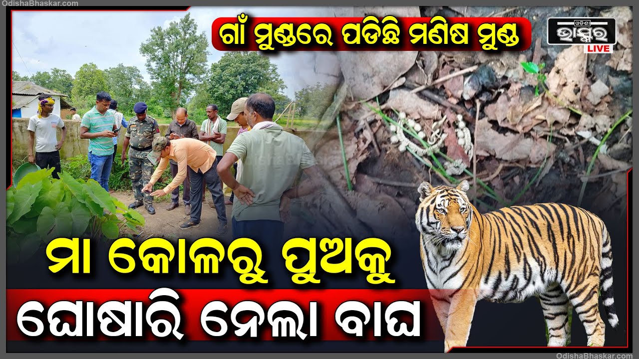 ମା କୋଳରୁ ପୁଅକୁ ଟାଣିନେଲା ବାଘ...ଜଙ୍ଗଲକୁ ଘୋଷାରି ନେଇ ଝୁଣି ଖାଇଗଲା..ବଗିଚାରେ ପଡିଛି କୁନି ପୁଅର ବଳା