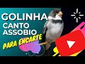 Golinha Canto Assobio | Para Encarte