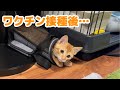 【保護猫】茶トラの子猫がワクチン接種したら異変が起こりました