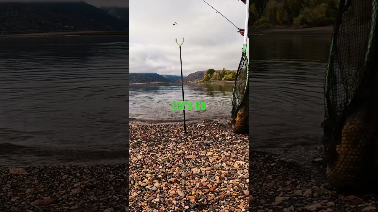 Mirror carp 8lbs of sexy