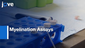 Myelination Assays by Lentivirus Transduction of OPCs | Protocol Preview