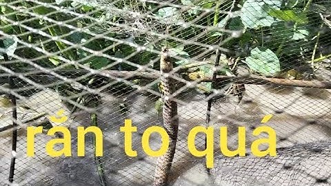 Thăm lợp trúng mánh, vào rắn to, ết khủng, cá lóc, rô đồng...