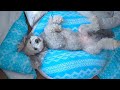 🐶犬をダメにすると噂のニトリNクールを買ってあげたら気に入り過ぎてこうなりましたw【トイプードル】
