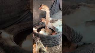 Goose Nesting Time Geese Sitting On Eggs ...