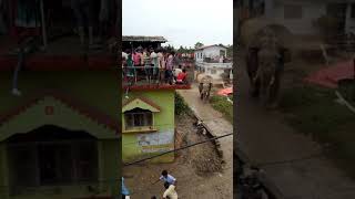 مقطع ١ هجوم  فيل ضخم آسيوي على قرية هنديه