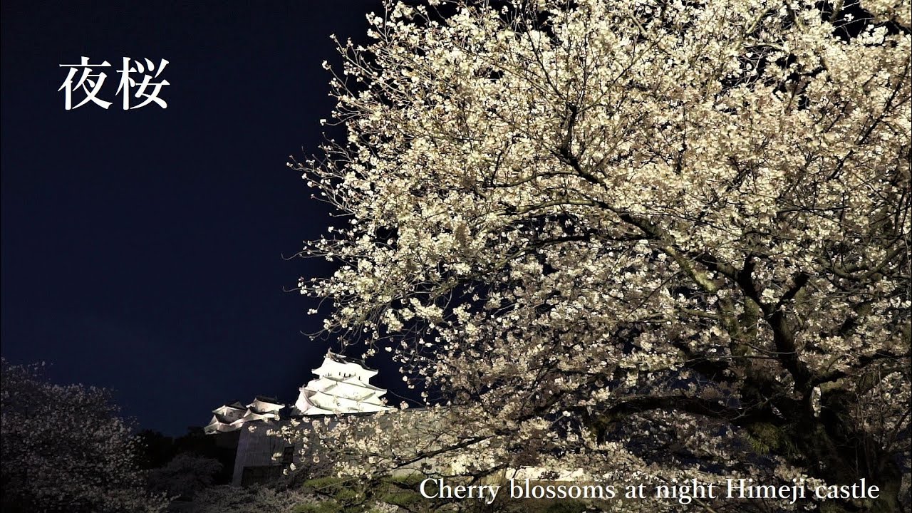 姫路城夜桜会 21年 祭の日