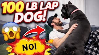 Our 100Lb Cane Corso Thinks Shes A Lap Dog