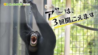 東山動植物園公式】ア”～は3回聞こえます～ケイジの鳴き声～《 フクロ