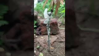 Mango Grafting Technique Full Success