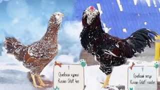 6 петухов и 4 курицы Орловские куры, Породы кур, Russian Orloff #Chickens #Roosters_sing #петухи