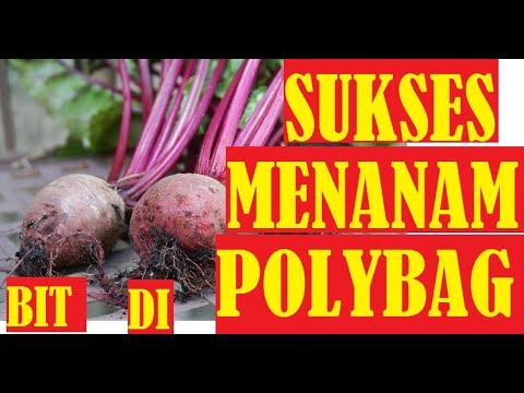 Video: Bolting Bit - Apa yang Harus Dilakukan Untuk Tanaman Bit yang Mekar