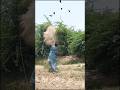 amazing solo Hunting For Dove 🕊️🕊️ #farming #wildlife #ytshorts #farmer