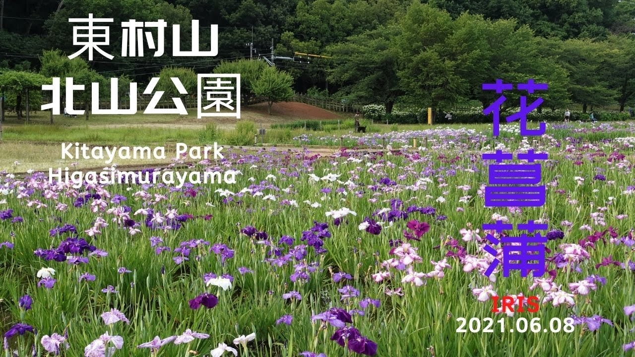北山公園花菖蒲irises At Kitayama Park In Tokyo Youtube