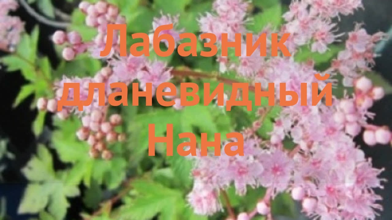 Лабазник дланевидный Нана (filipendula) 🌿 лабазник Нана обзор: как сажать саженцы лабазника Нана