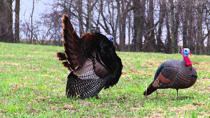 Yetis Ultimate Hunt - Yetis Ultimate Hunt