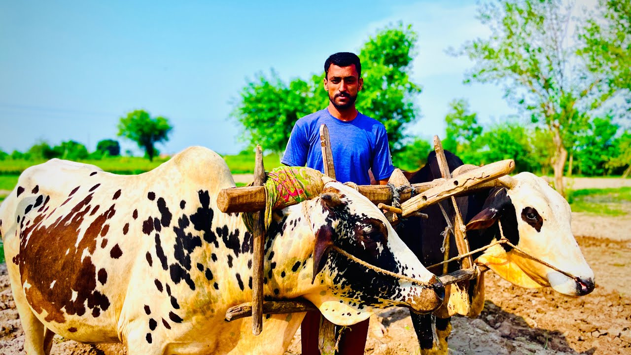 Inside Punjab's Mysterious Rural Life