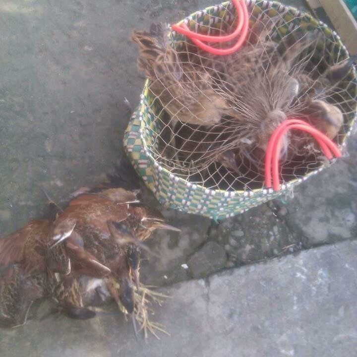 Tiếng cum num lay minh.01299990081 Kg kem nhạc
