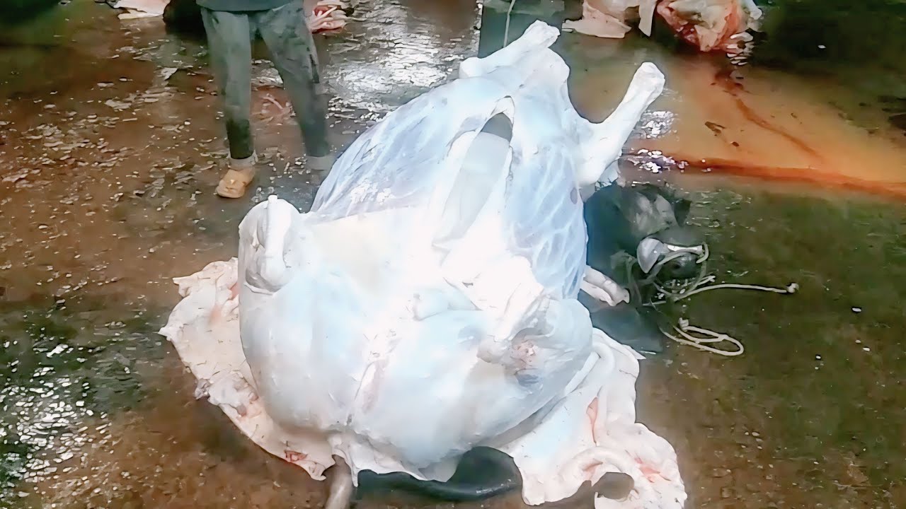 Amazing Big Cow Fast Cutting Process How To Cut Cow Meat YouTube amazing-big-cow-fast-cutting-process-how-to-cut-cow-meat-youtube