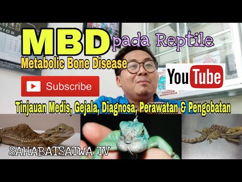 Video: Penyakit Tulang Metabolik Pada Reptilia