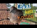Suara Perkutut Lokal Ini Suaranya Mantap Tebel Abis Mp3 - Mp4 Download