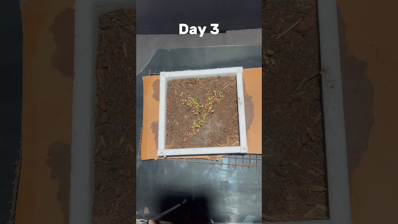 sticker mehendi design ideas 